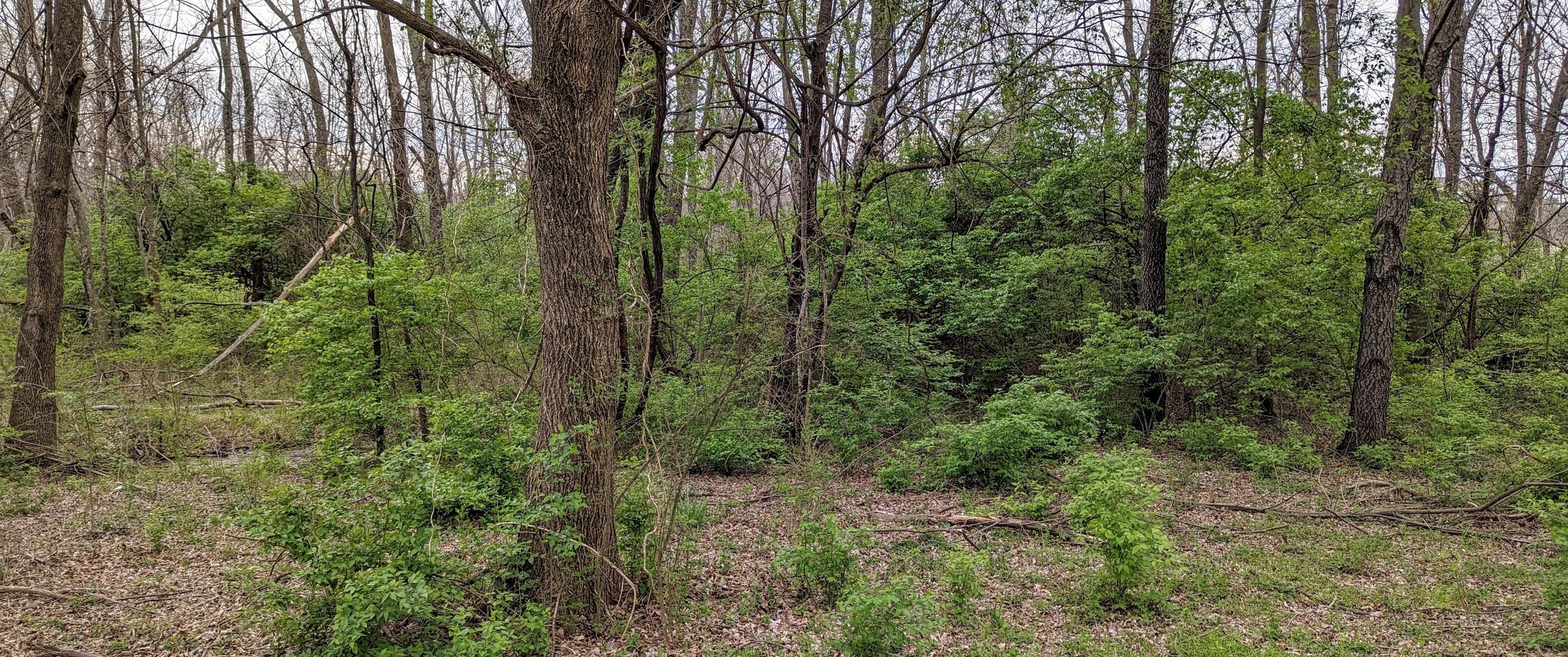Woody forest at Bryce Davis Park, with lots of dead leaves and underbrush.
