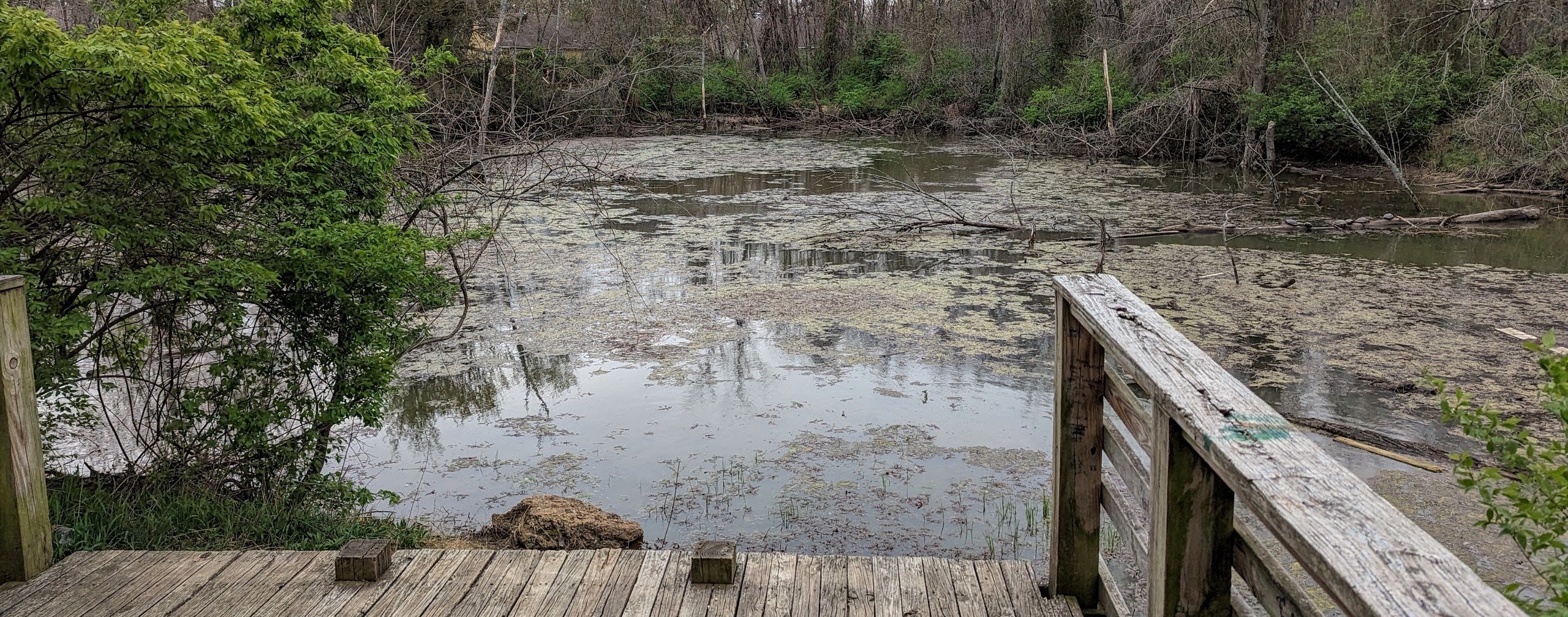 A swampy pond found at Bryce Davis Park.