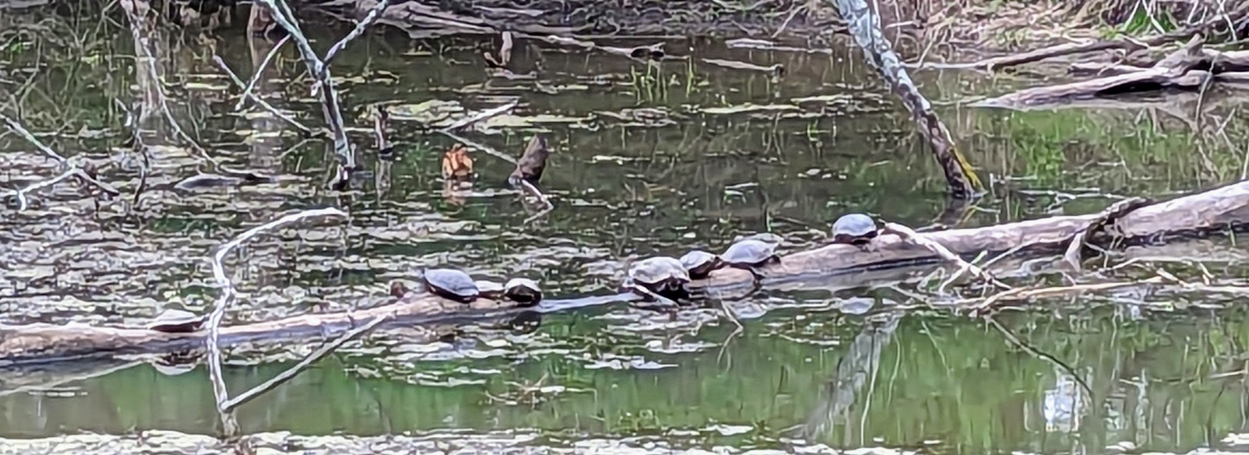 A family of terrapins on a log in the lake at Bryce Davis Park.