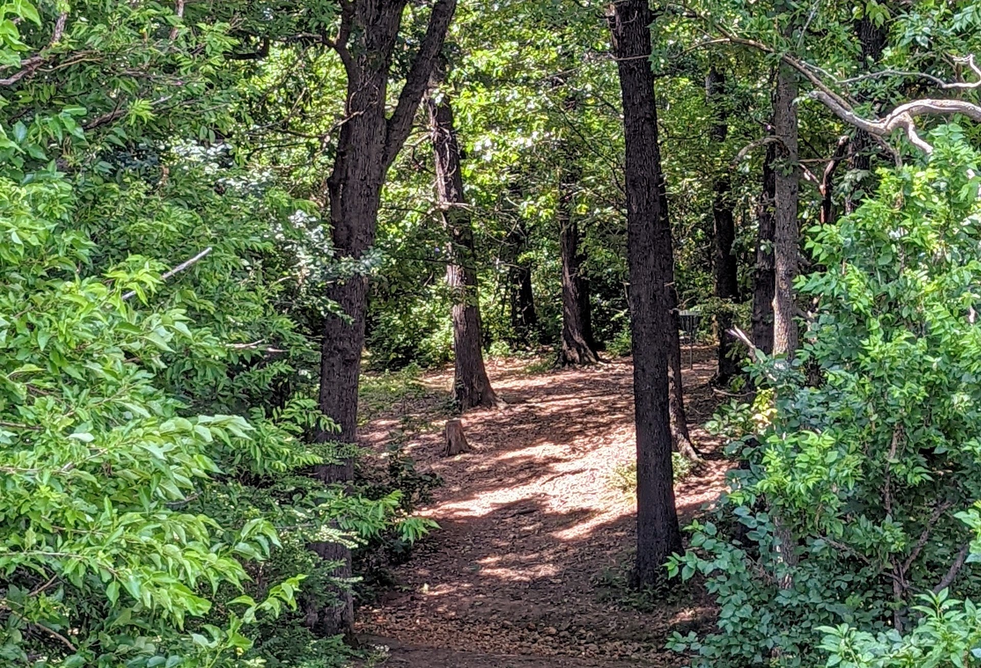 Hole 1 of the course which shows the basket surrounded by a circle of thick brush and trees.